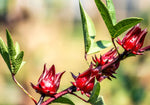 Hibiscus cannabinus Ruby Red | 10_Seeds