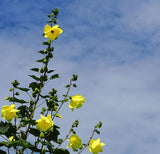Hibiscus cannabinus Yellow | Kenaf | Brown Indianhemp | 10_Seeds