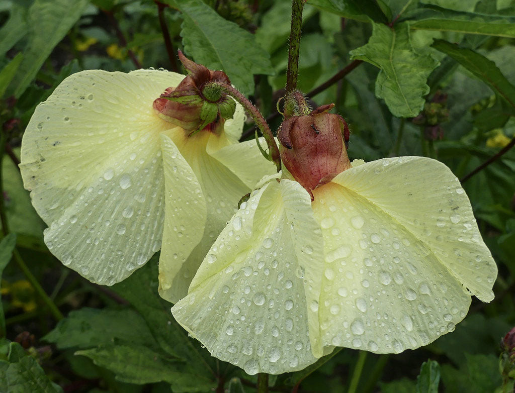 10 Purplish Red Hibiscus Kenaf Seeds – Seed World