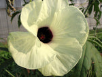 Hibiscus cannabinus Yellow | Kenaf | Brown Indianhemp | 10_Seeds