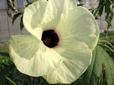 Hibiscus cannabinus Yellow | Kenaf | Brown Indianhemp | 10_Seeds