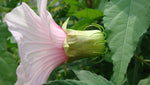 Hibiscus laevis | Halberd Leaf Rose Mallow | 10_Seeds