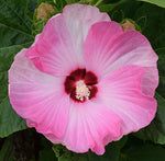 Hibiscus moscheutos Luna Pink Swirl | 10_Seeds