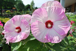 Hibiscus moscheutos Luna Pink Swirl | 10_Seeds