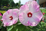 Hibiscus moscheutos Luna Pink Swirl | 10_Seeds