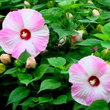 Hibiscus moscheutos Luna Pink Swirl | 10_Seeds