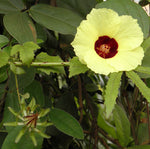 Hibiscus surattensis | Bush Sorrel | Wild Sour | 20_Seeds