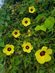 Hibiscus surattensis | Bush Sorrel | Wild Sour | 20_Seeds