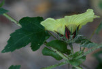 Hibiscus surattensis | Bush Sorrel | Wild Sour | 20_Seeds