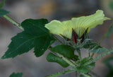 Hibiscus surattensis | Bush Sorrel | Wild Sour | 20_Seeds