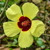 Hibiscus surattensis | Bush Sorrel | Wild Sour | 20_Seeds