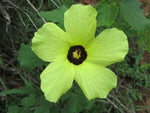 Hibiscus surattensis | Bush Sorrel | Wild Sour | 20_Seeds