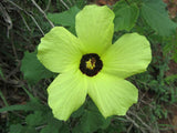 Hibiscus surattensis | Bush Sorrel | Wild Sour | 20_Seeds
