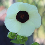 Hibiscus vitifolius | Grape Leaved Mallow | Tropical Fanleaf | 10_Seeds