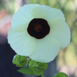 Hibiscus vitifolius | Grape Leaved Mallow | Tropical Fanleaf | 10_Seeds