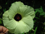 Hibiscus vitifolius | Grape Leaved Mallow | Tropical Fanleaf | 10_Seeds