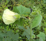 Hibiscus vitifolius | Grape Leaved Mallow | Tropical Fanleaf | 10_Seeds