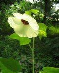 Hibiscus vitifolius | Grape Leaved Mallow | Tropical Fanleaf | 10_Seeds