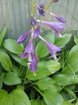 Hosta longipes | Funkia | Plantain Lily | Rock Hosta | Iwa Giboshi | 10_Seeds