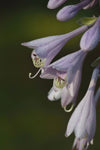 Hosta longipes | Funkia | Plantain Lily | Rock Hosta | Iwa Giboshi | 10_Seeds
