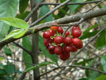 Huberantha cerasoides | Polyalthia | Cherry Ashok | 5_Seeds