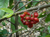 Huberantha cerasoides | Polyalthia | Cherry Ashok | 5_Seeds