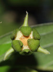 Huberantha cerasoides | Polyalthia | Cherry Ashok | 5_Seeds