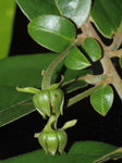 Huberantha cerasoides | Polyalthia | Cherry Ashok | 5_Seeds