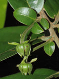Huberantha cerasoides | Polyalthia | Cherry Ashok | 5_Seeds