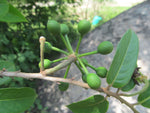 Huberantha cerasoides | Polyalthia | Cherry Ashok | 5_Seeds