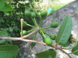 Huberantha cerasoides | Polyalthia | Cherry Ashok | 5_Seeds