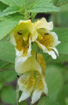 Impatiens scabrida | Jewelweed | 10_Seeds