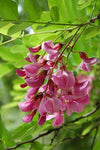 Indigofera tinctoria | True Indigo | 100_Seeds
