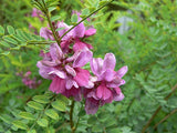 Indigofera tinctoria | True Indigo | 100_Seeds