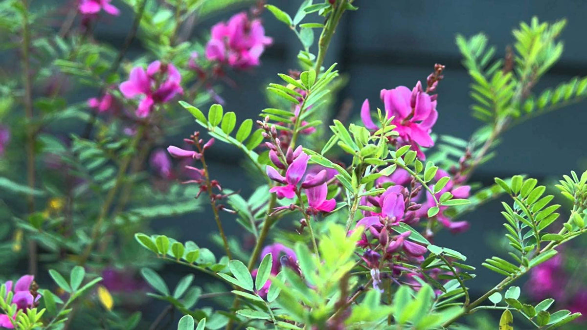 Indigofera tinctoria | True Indigo | 100_Seeds – Butterfly Garden Seeds