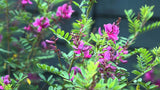 Indigofera tinctoria | True Indigo | 100_Seeds