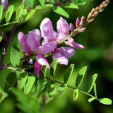 Indigofera tinctoria | True Indigo | 100_Seeds