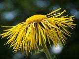 Inula magnifica | Elecampane Magnificent | Giant Fleabane | Showy | 10_Seeds