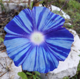 Ipomoea Nil Blue Dragon | Seiryu | Japanese Morning Glory | 5_Seeds