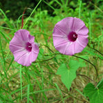 Ipomoea cordatotriloba | Sharp-pod Morning-glory | 10_seeds