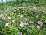Ipomoea cordatotriloba | Sharp-pod Morning-glory | 10_seeds