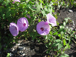 Ipomoea cordatotriloba | Sharp-pod Morning-glory | 10_seeds