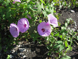 Ipomoea cordatotriloba | Sharp-pod Morning-glory | 10_seeds
