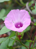 Ipomoea cordatotriloba | Sharp-pod Morning-glory | 10_seeds