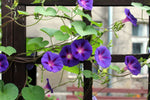 Ipomoea purpurea | Common & Tall & Purple Morning Glory | 10_Seeds
