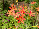 Iris domestica | Blackberry Lily | 10_Seeds