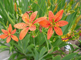 Iris domestica | Blackberry Lily | 10_Seeds