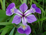 Iris versicolor | Blue Flag | Dagger Flower| 20_Seeds