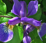 Iris versicolor | Blue Flag | Dagger Flower| 20_Seeds
