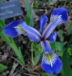 Iris versicolor | Blue Flag | Dagger Flower| 20_Seeds
